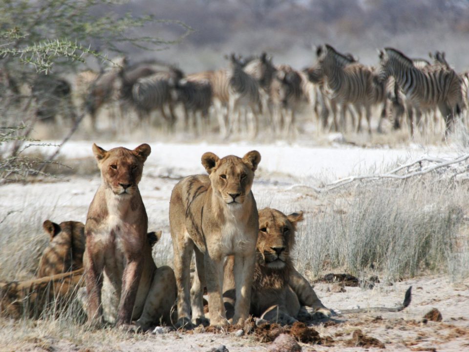Why is Maasai Mara so famous
