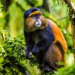 Golden Monkey Trekking in Uganda