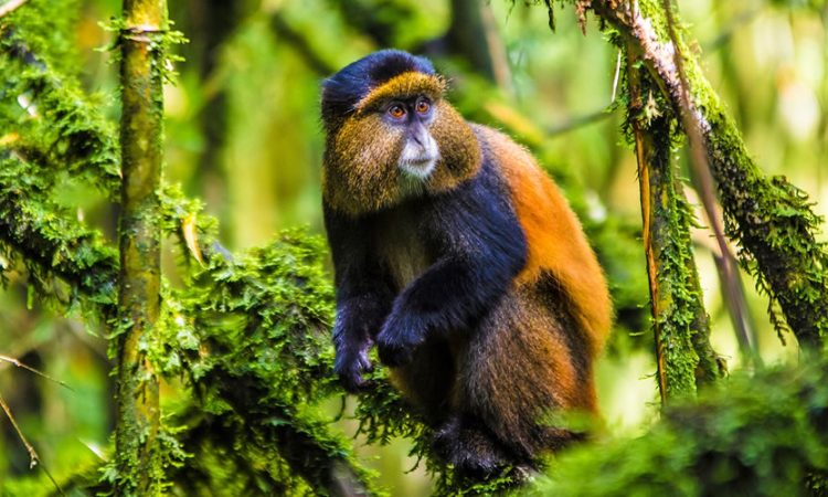 Golden Monkey Trekking in Uganda