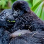 2 Day Rwanda Gorilla Tour