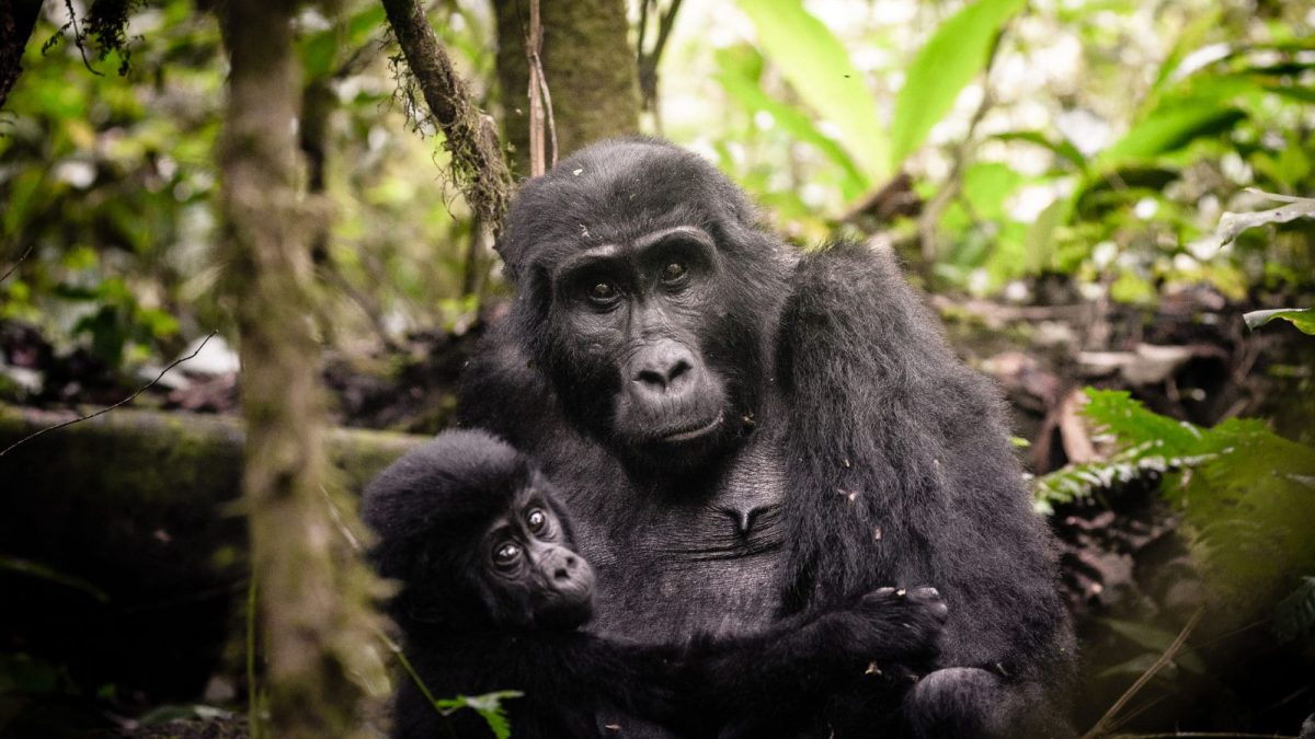 Botswana Safari And Gorilla Trekking