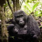 Botswana Safari And Gorilla Trekking