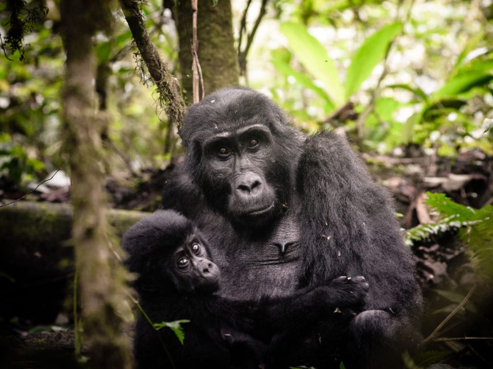 Botswana Safari And Gorilla Trekking