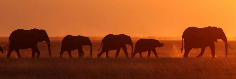 9-Day Once in a Lifetime Safari