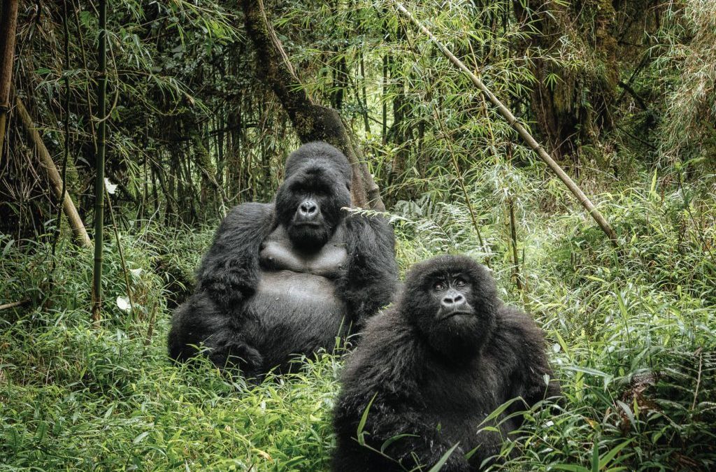 8-Day Uganda Safari with Gorillas