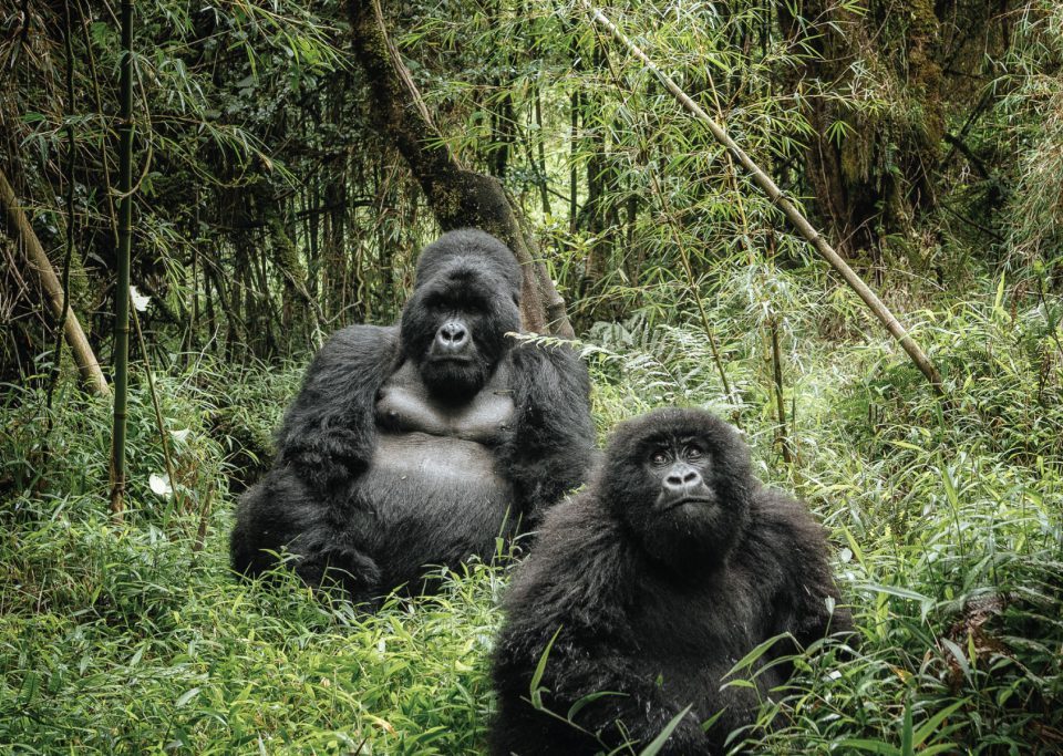 8-Day Uganda Safari with Gorillas