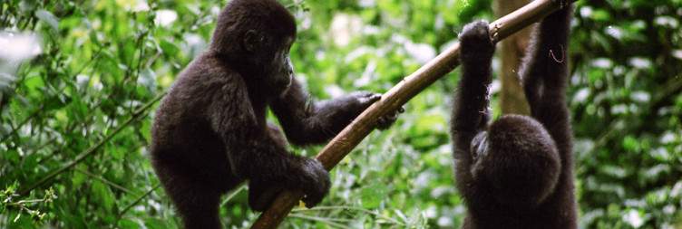 4-Day Gorillas and Chimpanzees Trekking
