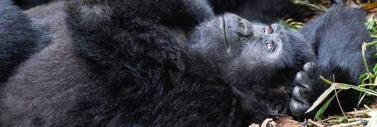 7-Day Gorilla Tracking and Wildlife