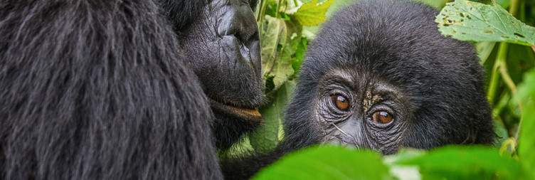 8-Day Uganda Safari with Gorillas