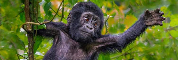Uganda Gorilla & Golden Monkey