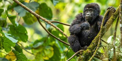 4-Day Gorillas and Chimpanzees Trekking