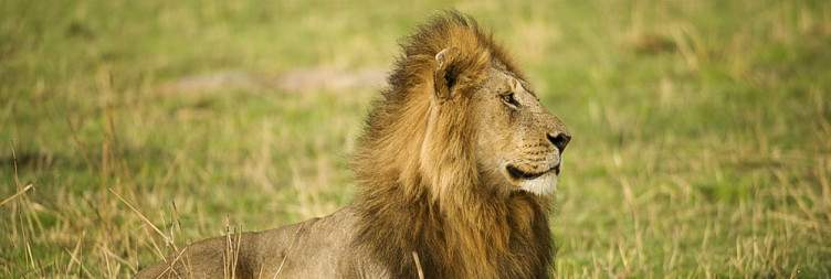 8-Day Great Migration Safari