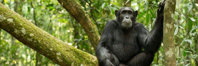 8-Day The Big-5 Uganda Tour