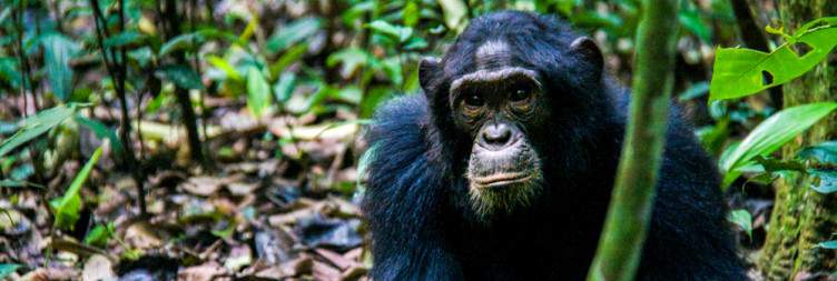 4-Day Gorillas and Chimpanzees Trekking
