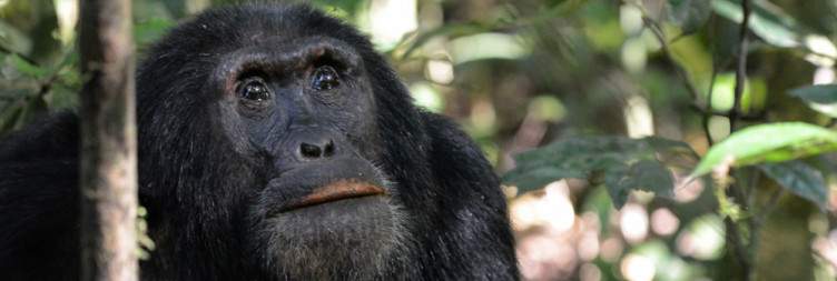 7-Day Best of Uganda Trip Experience