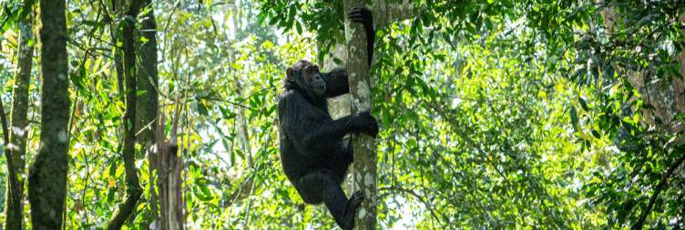 8-Day Uganda Safari with Gorillas
