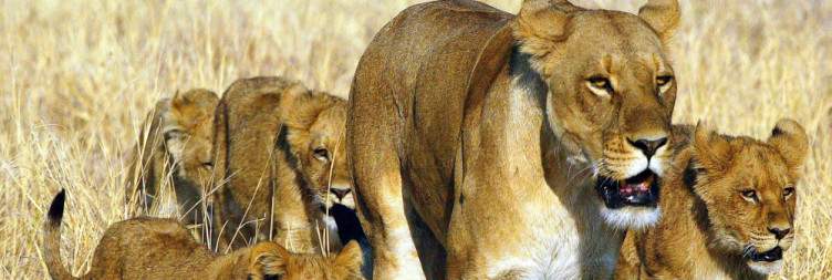 3-Day Moremi Game Reserve