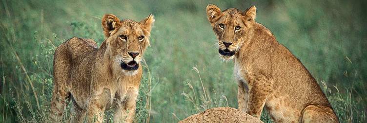7-Day Best of Uganda Trip Experience