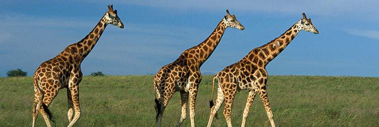 7-Day Best of Uganda Trip Experience