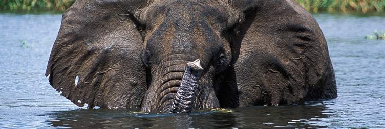 8-Day Uganda Safari with Gorillas