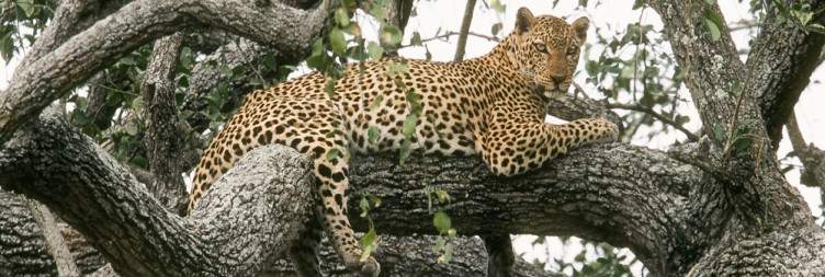 8-Day The Big-5 Uganda Tour
