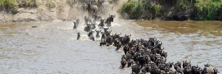 6-Day Luxury Wildebeest Migration