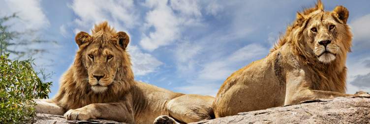 8-Day Great Migration Safari