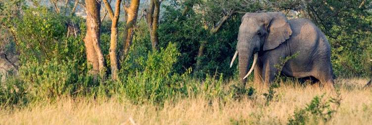8-Day The Big-5 Uganda Tour