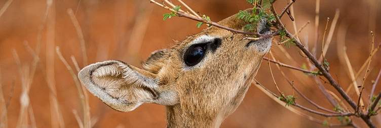 Best of Kenya Luxury Safari