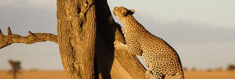8-Day Great Migration Safari