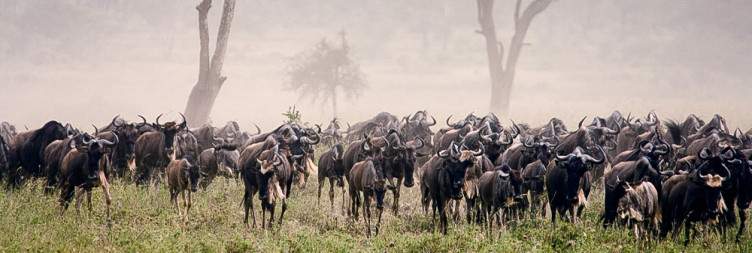 7-Day Tanzania Great Migration Safari