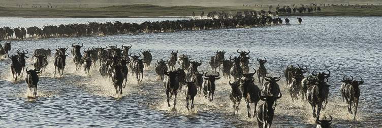 7-Day Tanzania Great Migration Safari