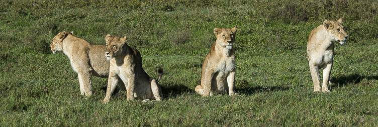 7-Day Tanzania Great Migration Safari