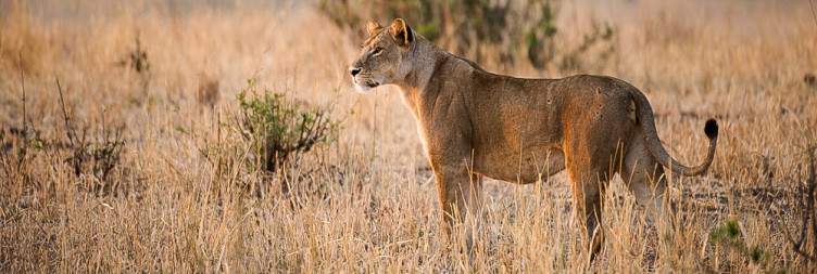 8-Day Great Migration Safari