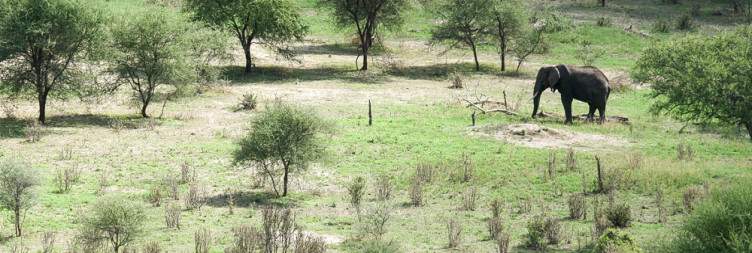 6-Day Luxury Wildebeest Migration