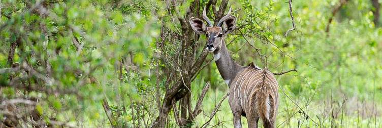 9-Day Once in a Lifetime Safari