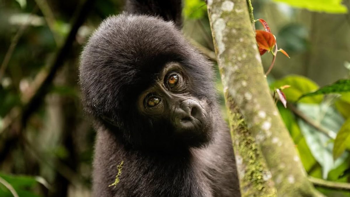 Uganda Gorilla Tour & Bunyonyi