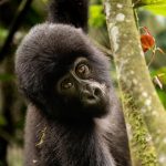 Uganda Gorilla Tour & Bunyonyi