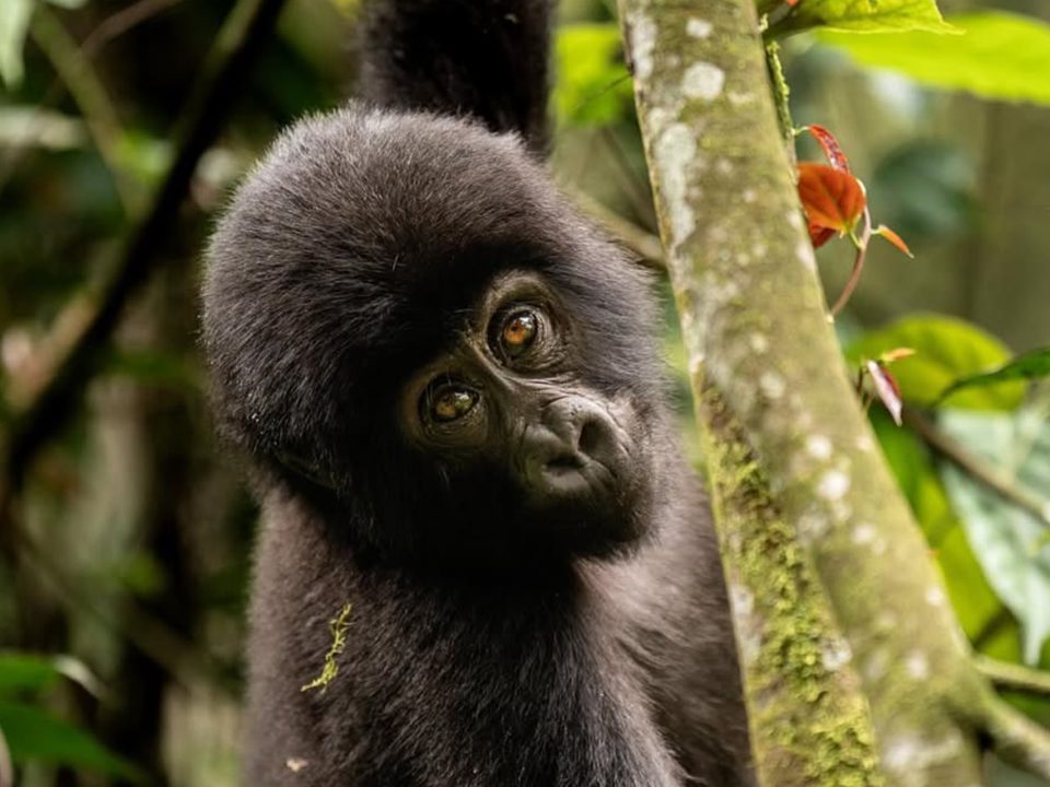 Uganda Gorilla Tour & Bunyonyi