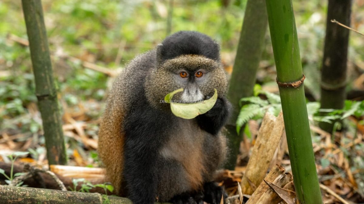 Uganda Gorilla & Golden Monkey