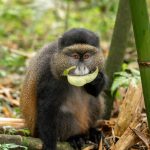 Uganda Gorilla & Golden Monkey