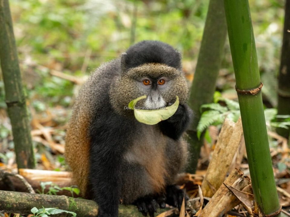 Uganda Gorilla & Golden Monkey