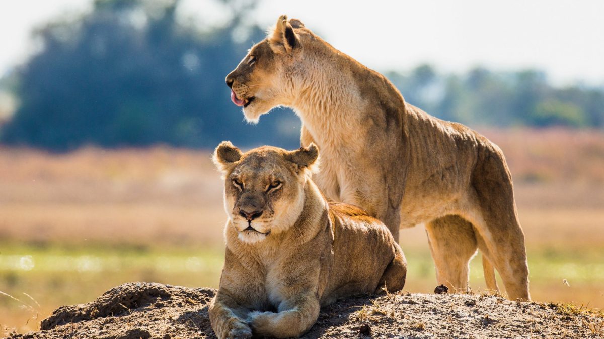 9-Day Zimbabwe And Botswana Safari