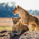 9-Day Zimbabwe And Botswana Safari
