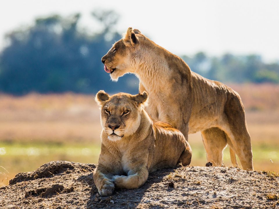 9-Day Zimbabwe And Botswana Safari