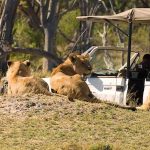 8 Day Guided Botswana safari
