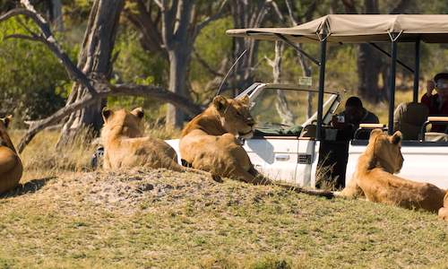 8 Day Guided Botswana safari