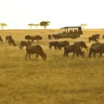 8-Day Great Migration Safari