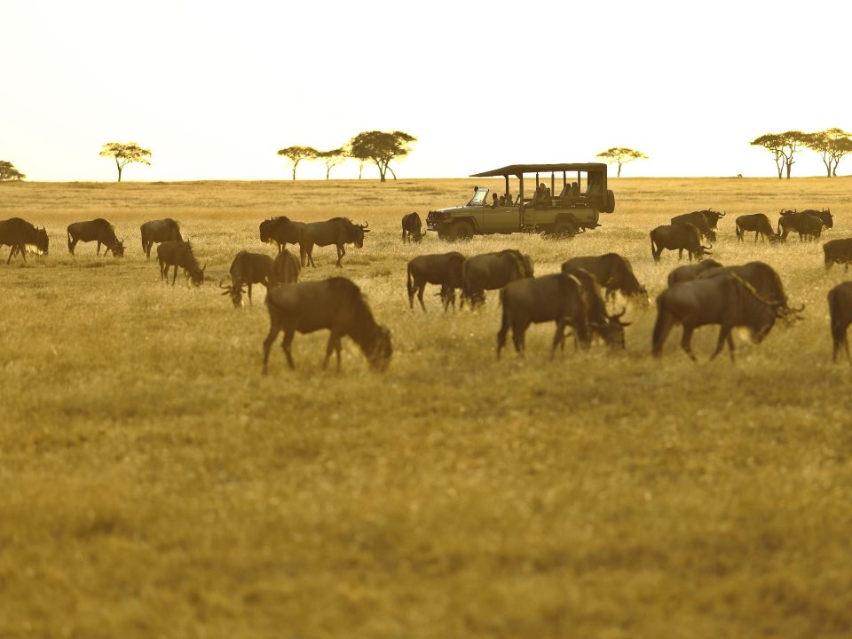 8-Day Great Migration Safari