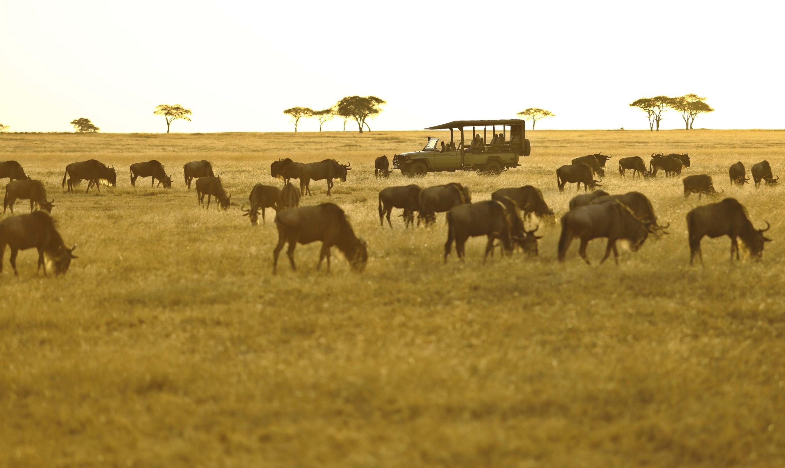 8-Day Great Migration Safari